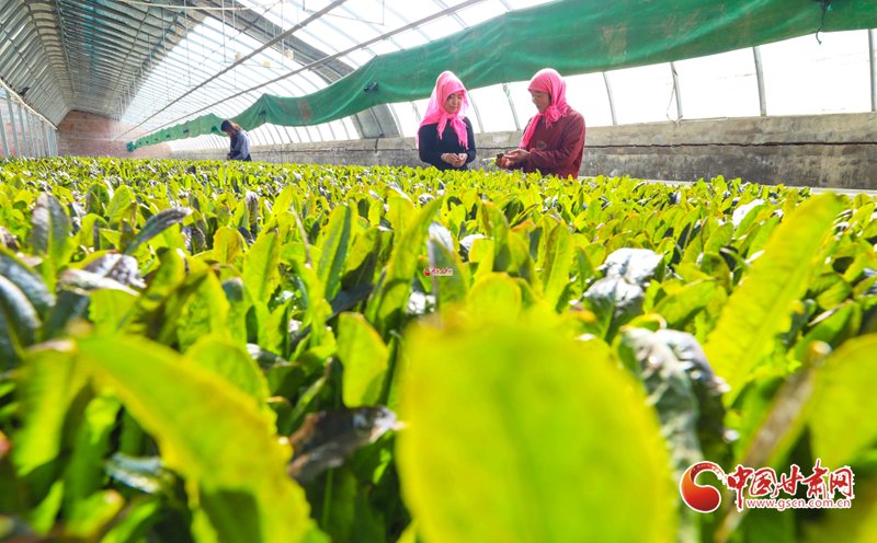 走进黑枸杞批发的世界：行业动态与趋势分析